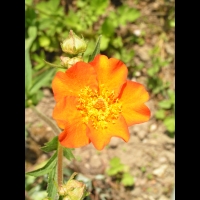 Geum Chiloense (fam. Rosacees) (Andes) (4)